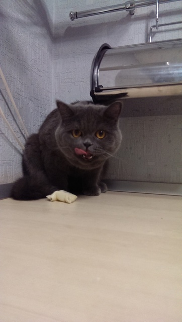 Невыразительные коты