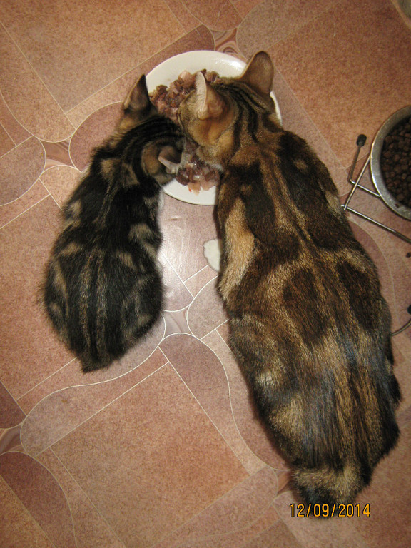 Котовторник 16.09.14