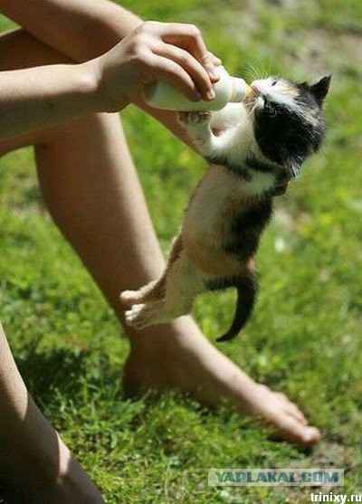 Котовторник