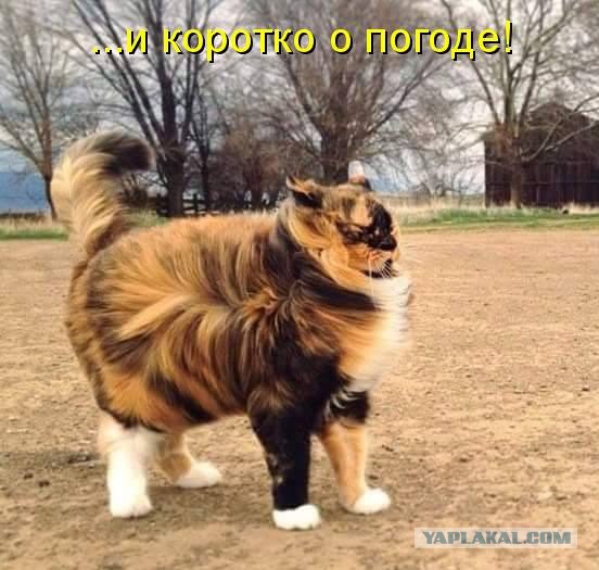 Прикольные коты