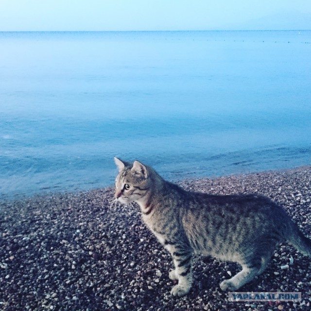 Котовторник 13.10.2015