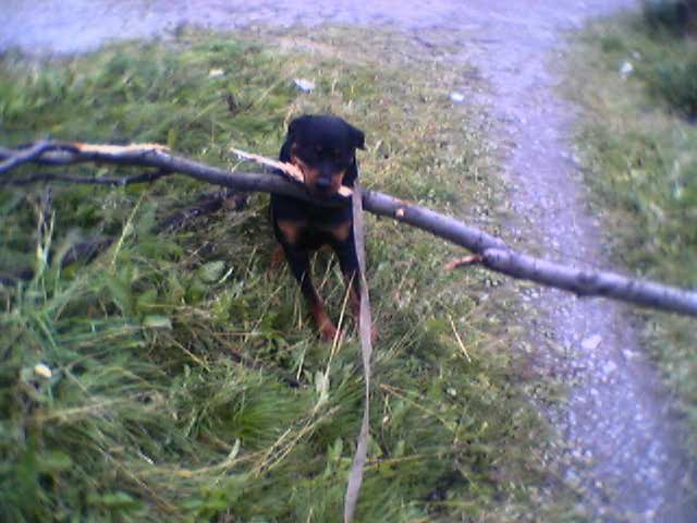 Попросил пса принести палочку