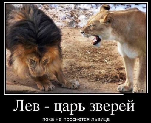 Леонардо Ди Каприо получил свой первый Оскар за лучшую мужскую роль изображения Леонардо Ди Каприо получил свой первый Оскар за лучшую мужскую роль изоражения