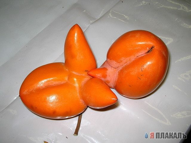 Эта сексуальная природа. РАСТЕНИЯ, ПЕЙЗАЖИ