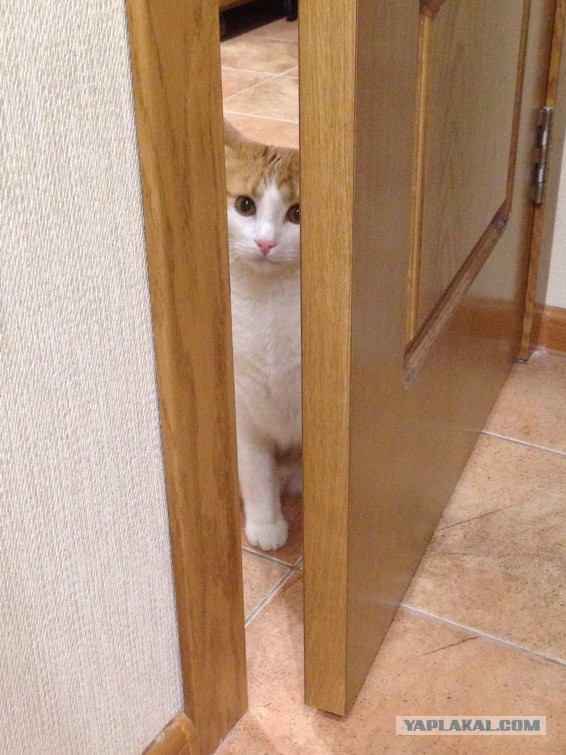 Котовторник 26.01.2016
