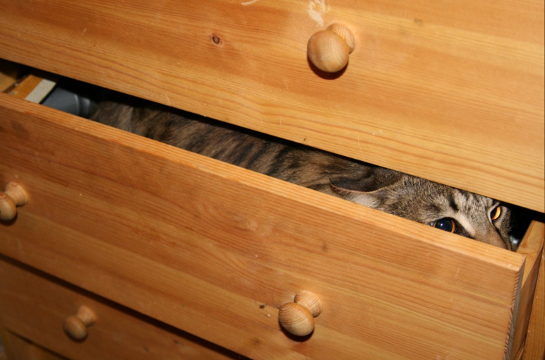 Котовторник 15.03