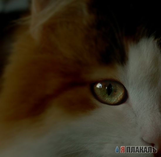Коты, кошки, котята