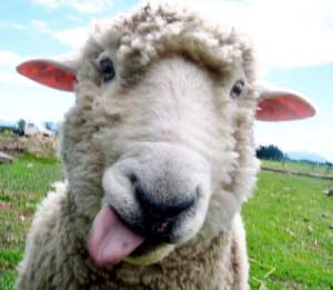 В правительстве поддержали идею поместить мечеть «Сердце Чечни» на купюру в 200 рублей