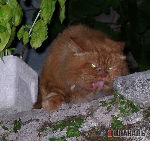 Внимание! У Ликоса пропала совесть!