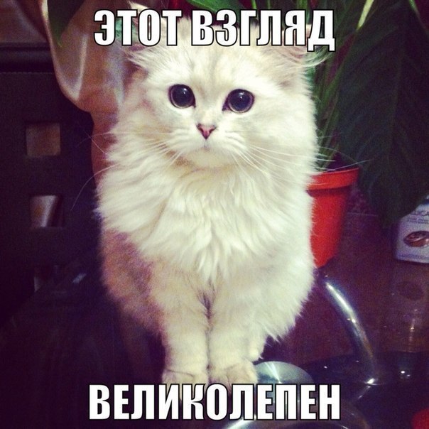 Мохнатые беспредельщики