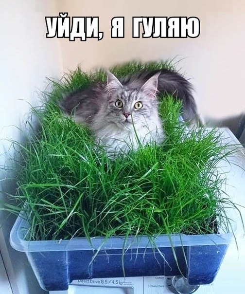 Прикольные животные