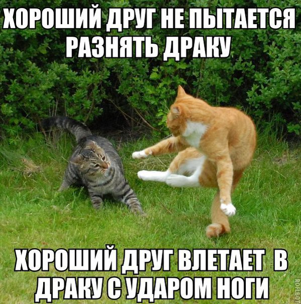 Прикольные животные