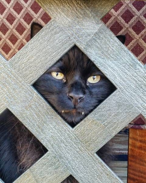 Коты из сети