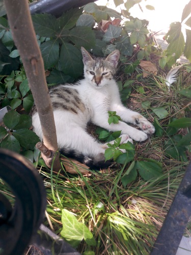 Коты из сети