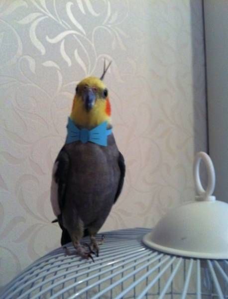 Порция картинок