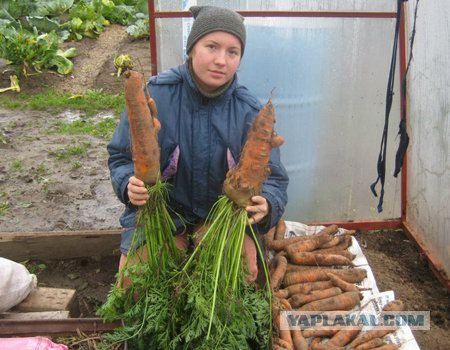 15 лет за изнасилование морковью