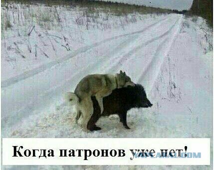 "Кабаны, вы чо обалдели что ли?! я же погулять вышел..."