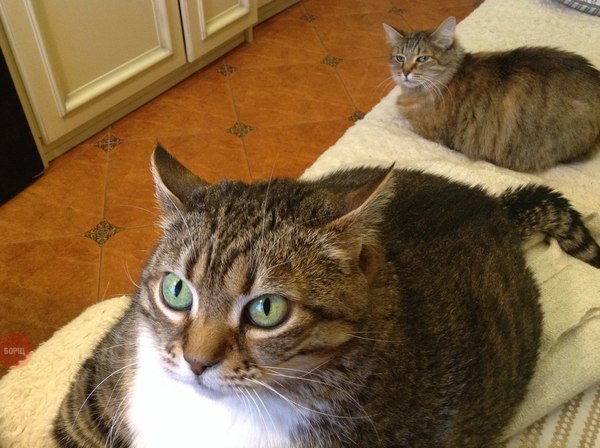 Коты и Кошки