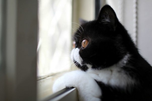 Коты и Кошки