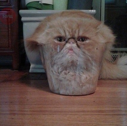 Коты и Кошки
