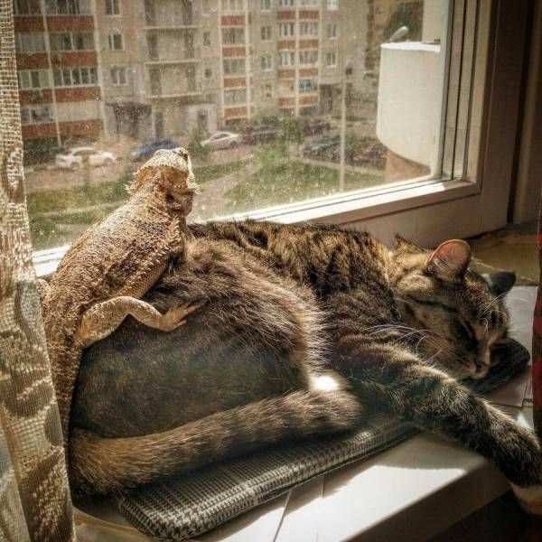 Живность из сети
