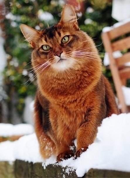 Коты и Кошки