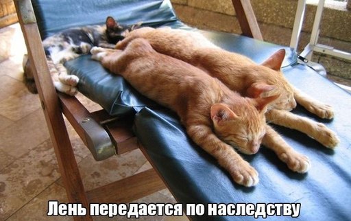 15 самых правдивых историй из жизни настоящих лентяев!