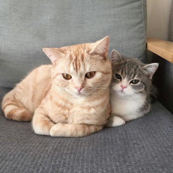 Коты и Кошки