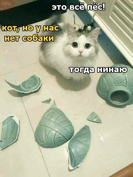 Когда осознал, что ты кот