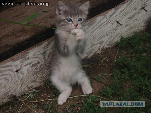 Котовторник на ЯПлакалъ (27.05.08), прикольные коты, добавляем свои!
