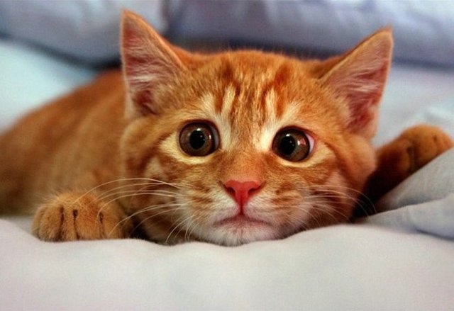 Котовторник  на  ЯПлакалъ
