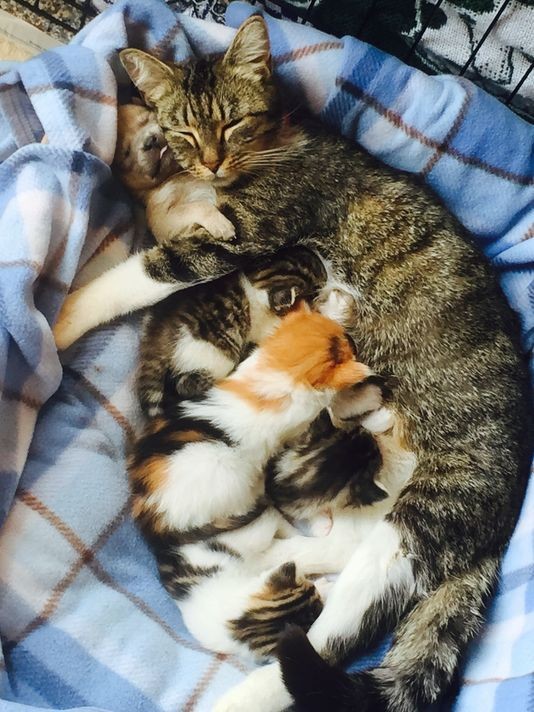 Прикольных котов пост