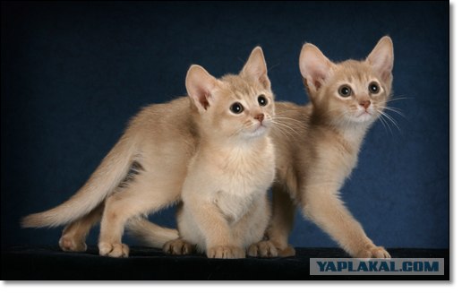 Котовторник (24.03)