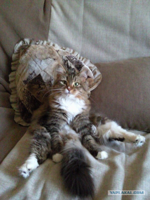 Котовторник!