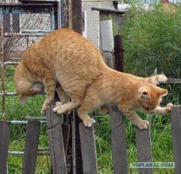Десантный котовторник