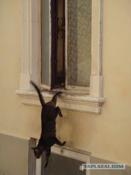 Котовторник: Кошки и ягнёнок