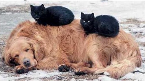Сонный Котовторник