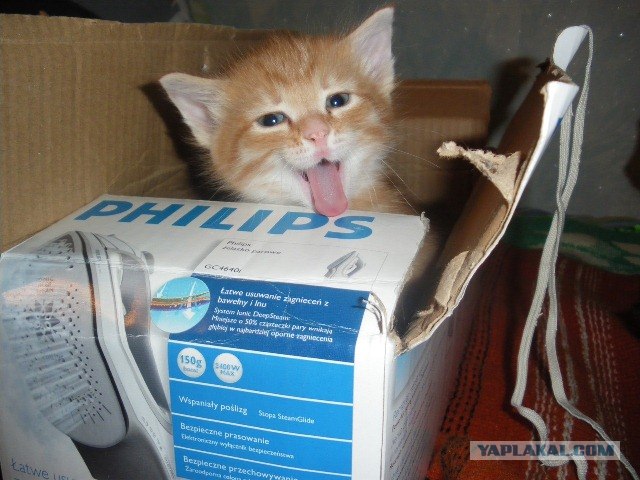 Первый котовторник октября