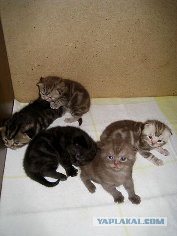 Котовторник 22.11.11