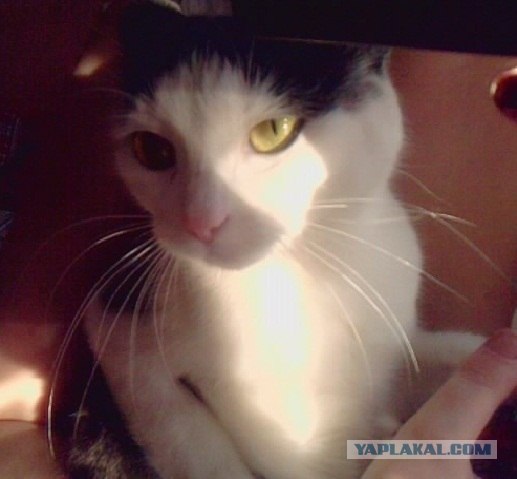КОТОВТОРНИК (6.03.2012)