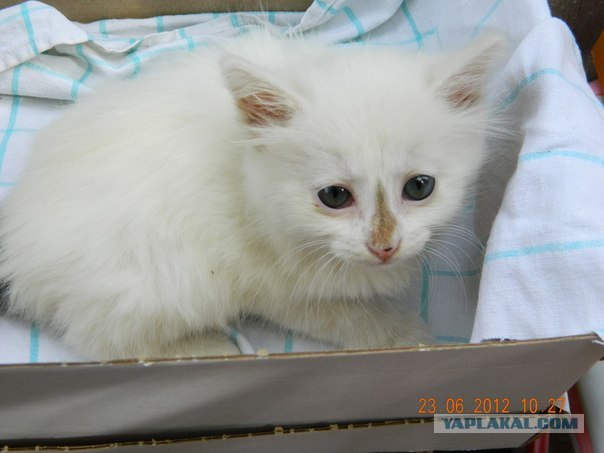 Котовторник 07.08.2012