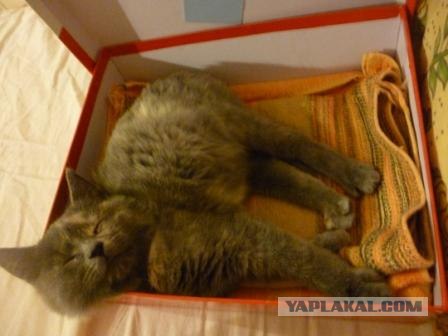 Котовторник 30.10.2012