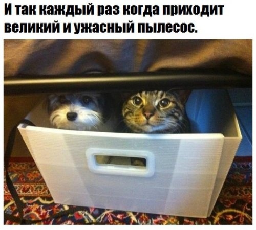Картинки