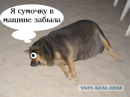 Фотожаба: О чем же думает собака?....