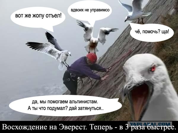 Чайки атакуют!