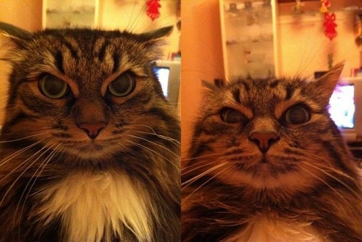 Счастливая семейная пара,кот Джокер и его жена Тиффани