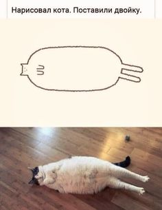9 килограмм милоты