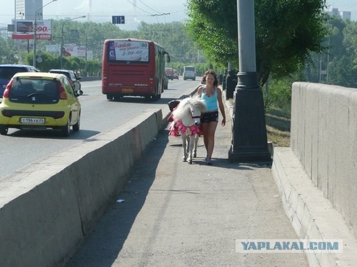 Живу в Красноярске
