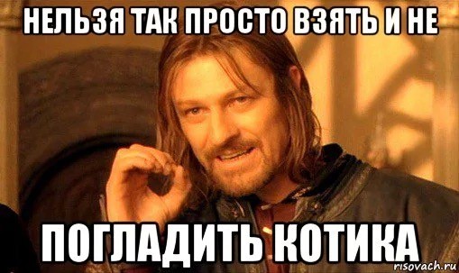 Исследователи поймали манула, пощупали его за пузо и отпустили