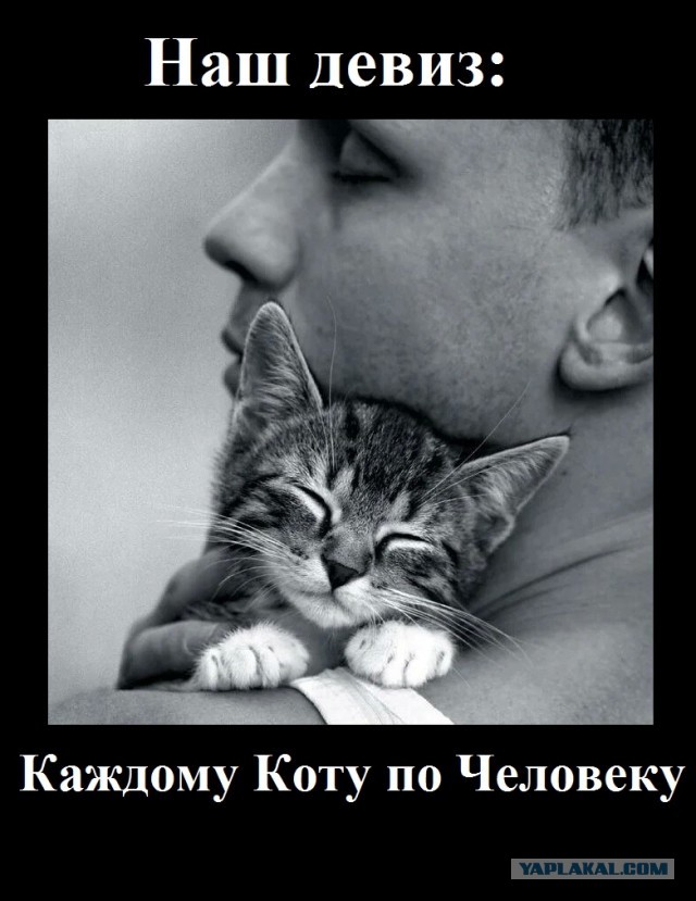 Как заиметь себе проблем, или котикофф мало не бывает...